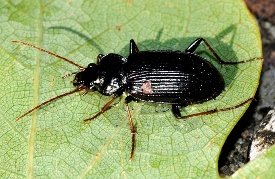 Nebria-unidentified-07-fws