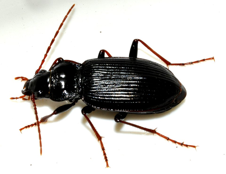Nebria-brevicollis-08-fws