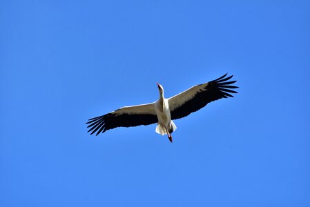 Black white bill rattle stork