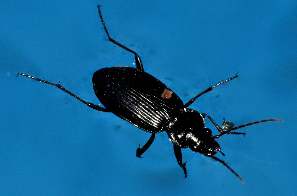 Nebria-unidentified-05-fws