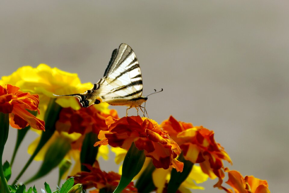 Marigold butterfly colors