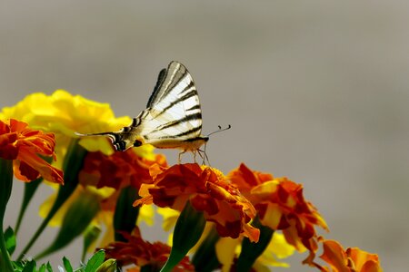 Marigold butterfly colors