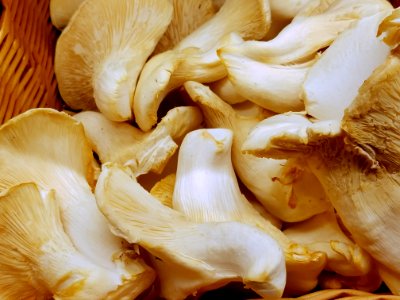 Nebrodini mushrooms (white elf mushrooms) - Boston, MA - 20180602 142914 photo