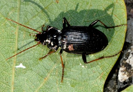 Nebria-unidentified-06-fws