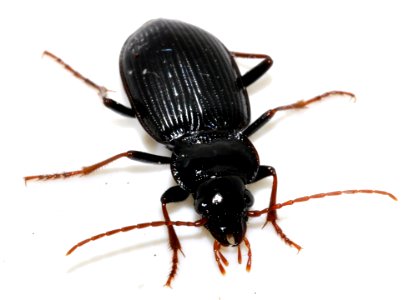 Nebria-brevicollis-12-fws