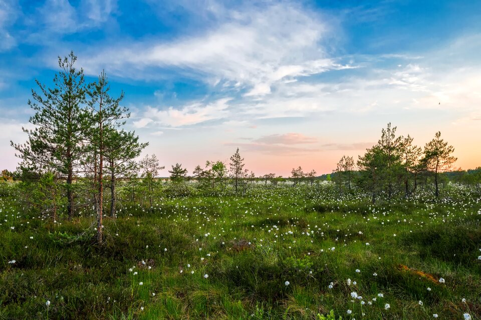 Wildflowers plants dandelions