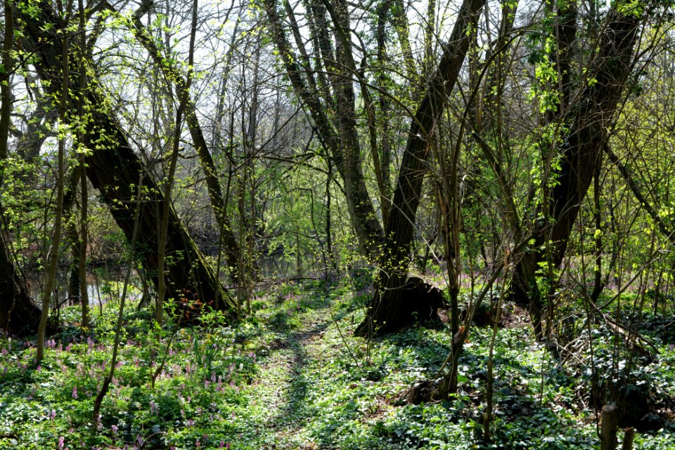 Near Brentanopark 2020-03-27 01