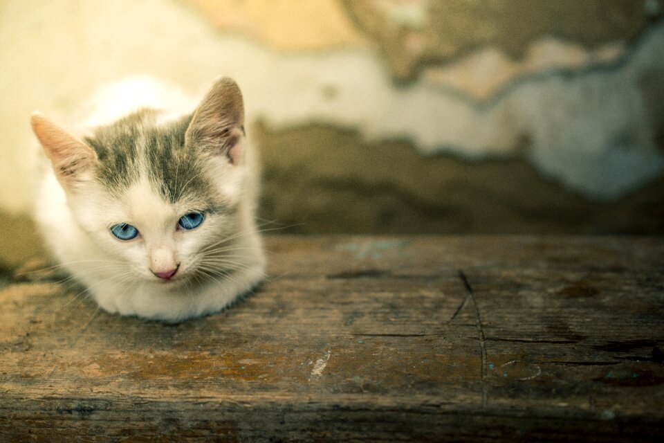 Domestic animal white
