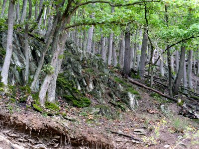 Near north bank of the Urftsee 16
