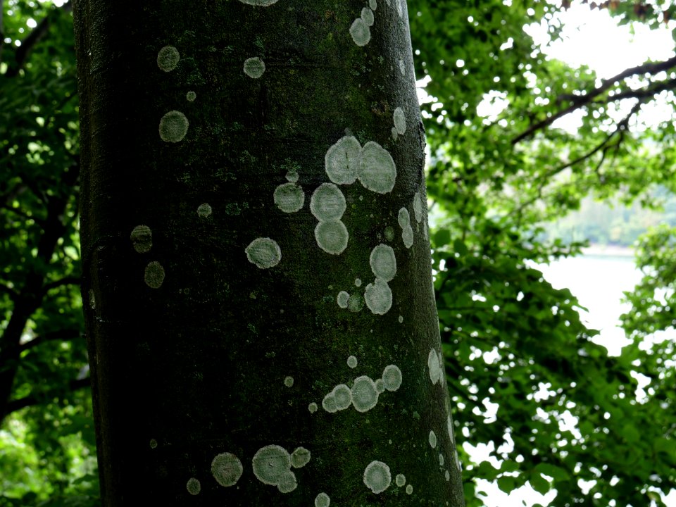 Near north bank of the Urftsee 08