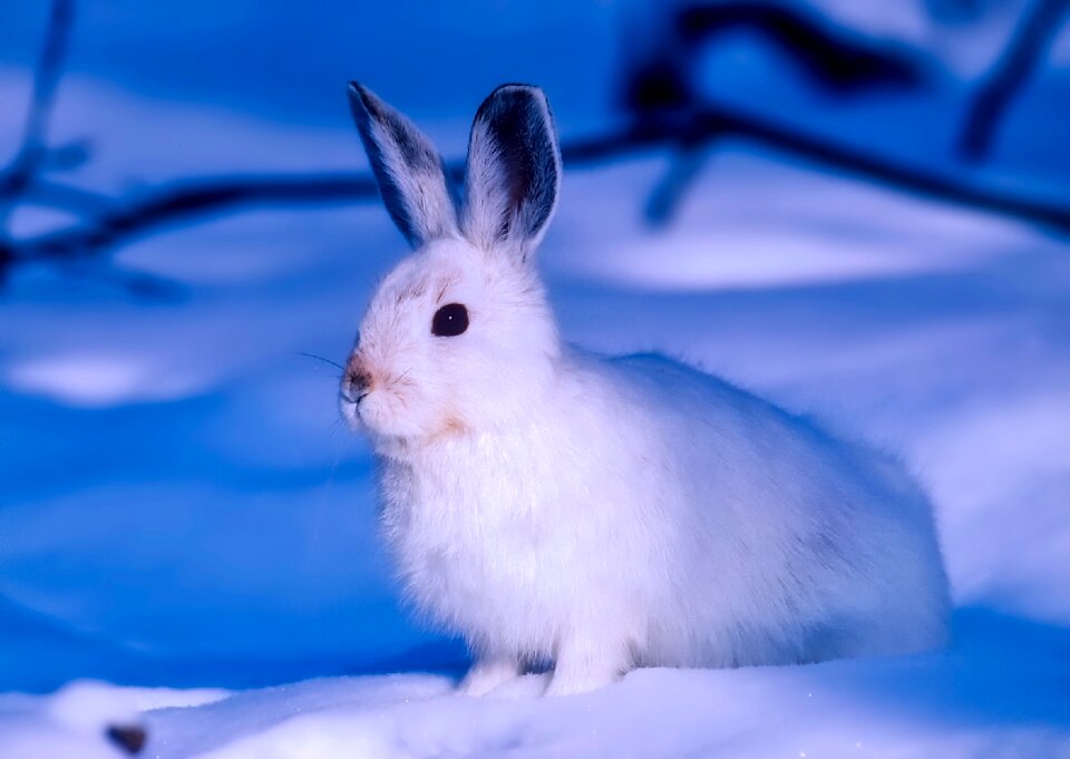 Wildlife animal hare