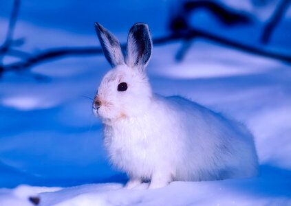 Wildlife animal hare