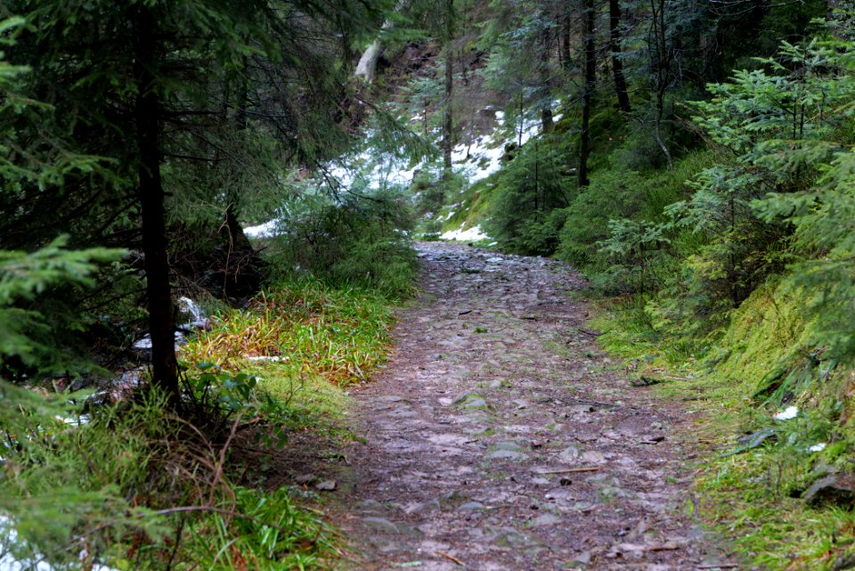 Near Seegraben Northern Black Forest 2020-03-10 02