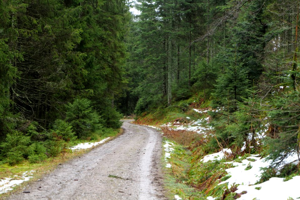 Near Seebach Northern Black Forest 2020-03-10 02