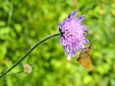Insect nature animal
