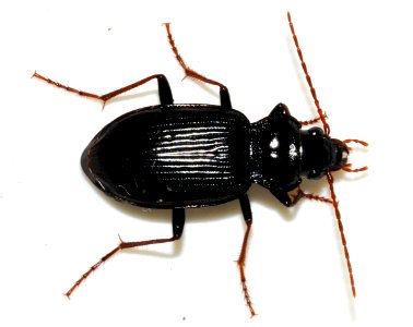 Nebria-brevicollis-10-fws