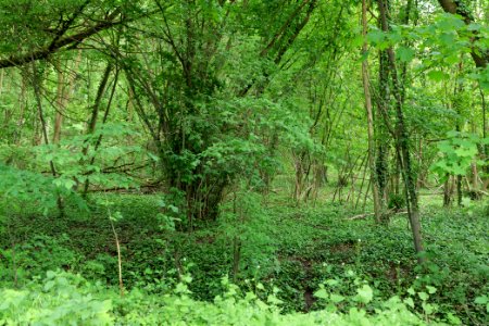 Near Ebereschenhof Nauen 2020-05-15 03
