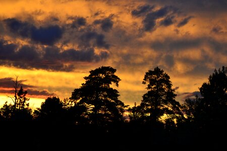 The dramatic wood silhouette photo