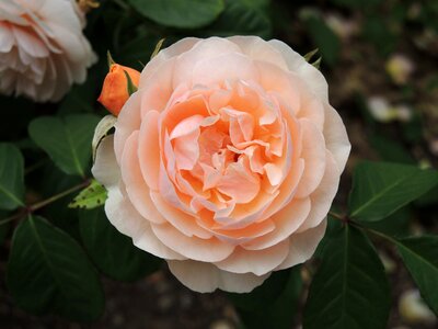 Nature bloom floral