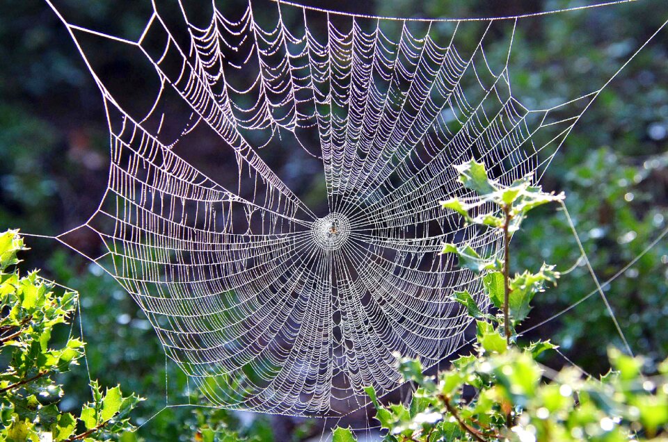 Nature spider web dew