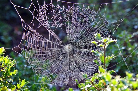 Nature spider web dew