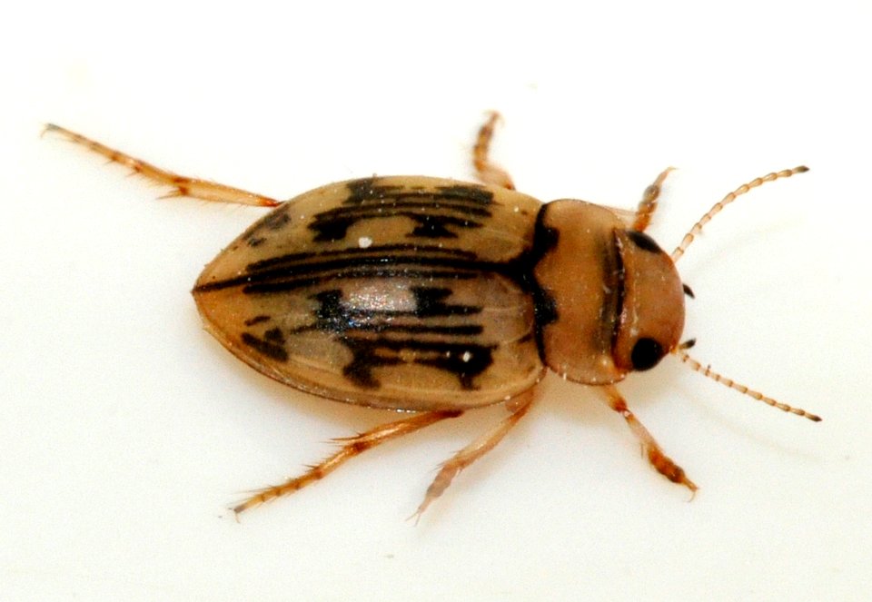 Nebrioporus-undetermined-03-fws