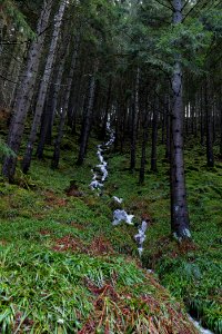 Near Kammerloch 2020-03-11 04