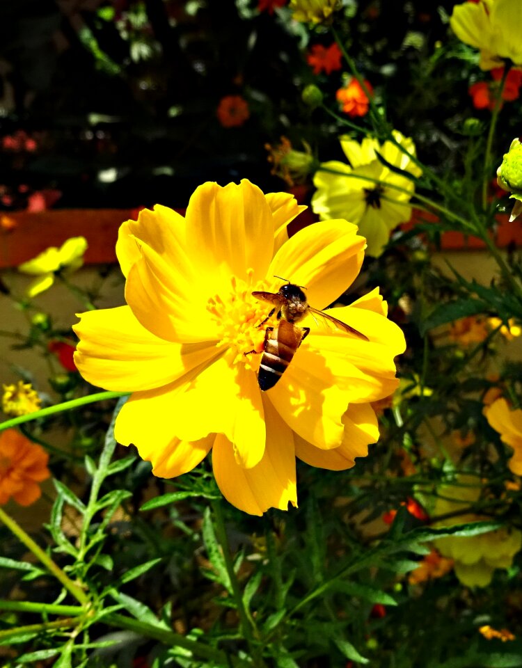 Bee honey-bee honey bee