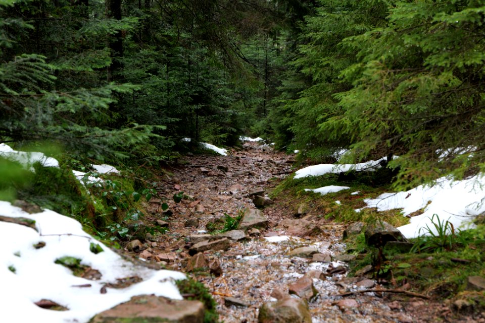 Near Seegraben Northern Black Forest 2020-03-10 16