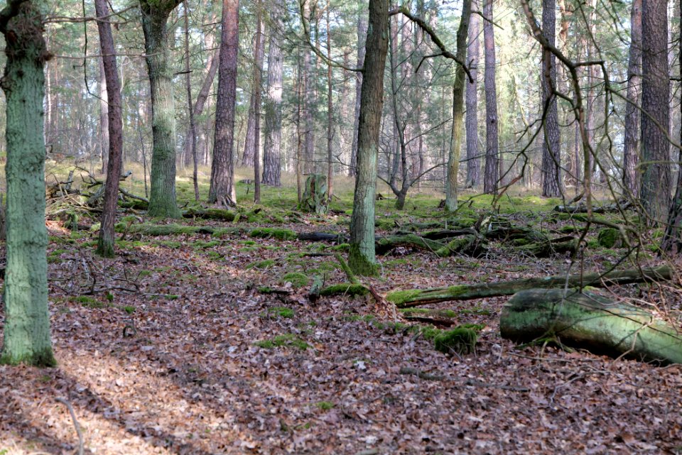 Near Saarmunder Berg 2021-02-24 11