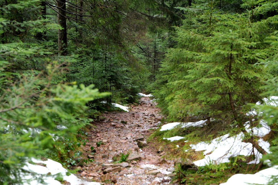 Near Seegraben Northern Black Forest 2020-03-10 14