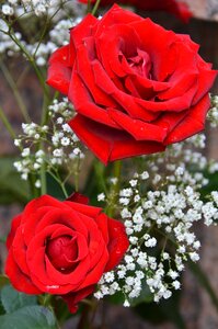 Red flowers roses garden