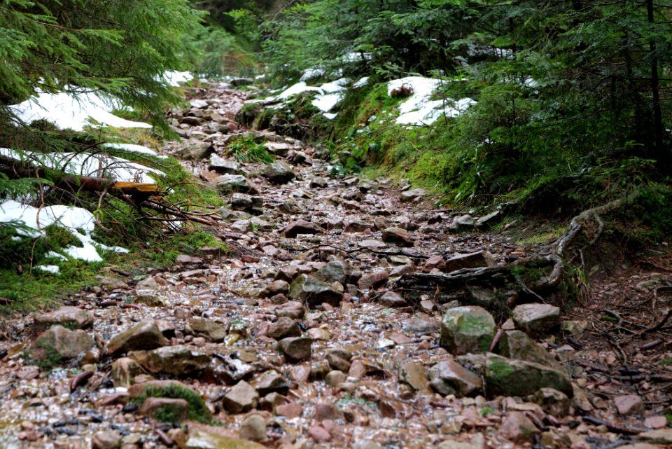 Near Seegraben Northern Black Forest 2020-03-10 18