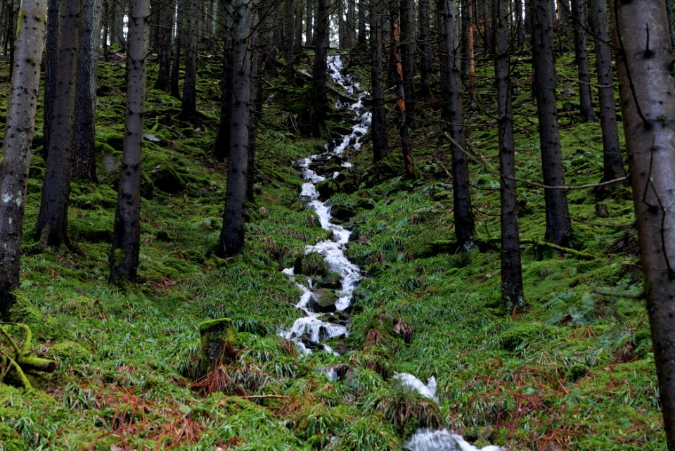 Near Kammerloch 2020-03-11 02