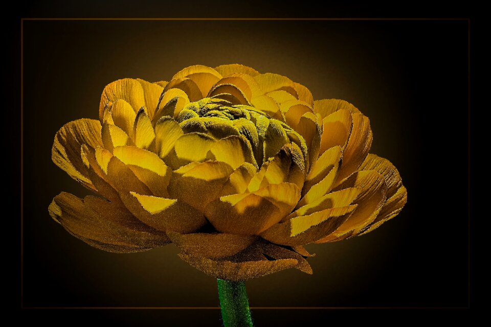 Plant yellow nature
