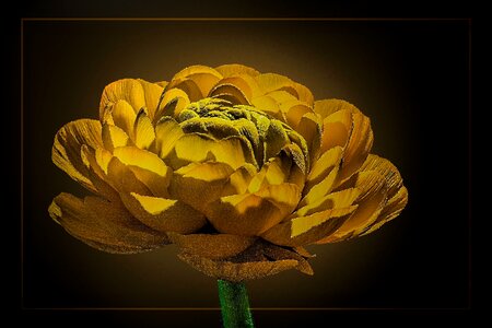Plant yellow nature