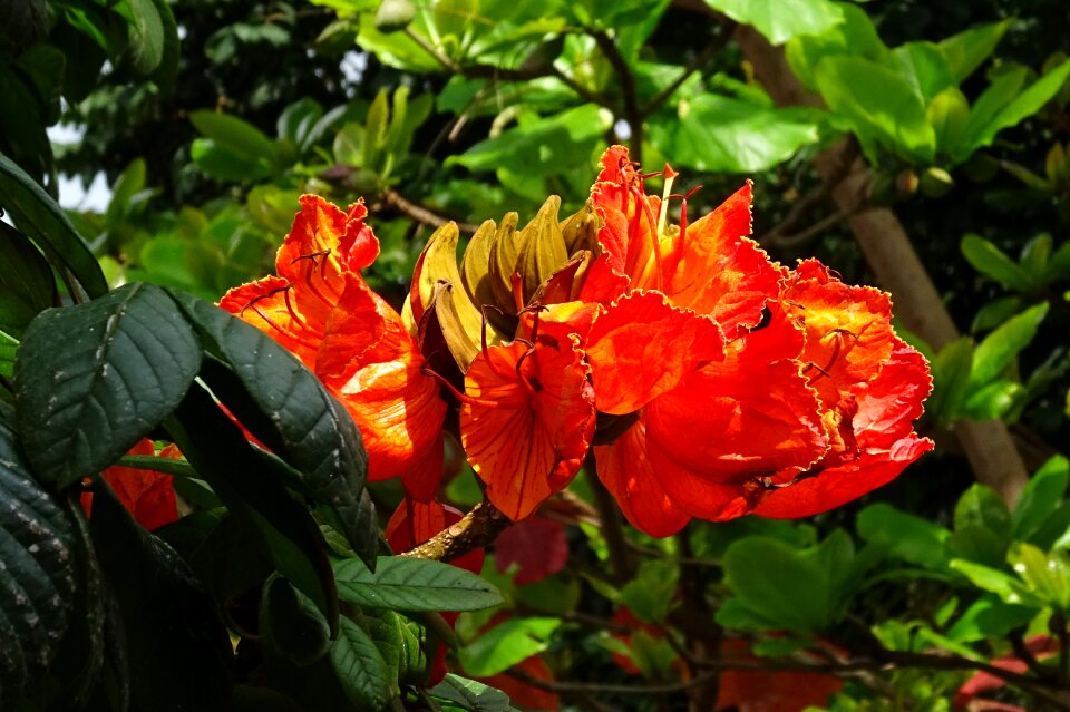 Monotypic plant bignoniaceae
