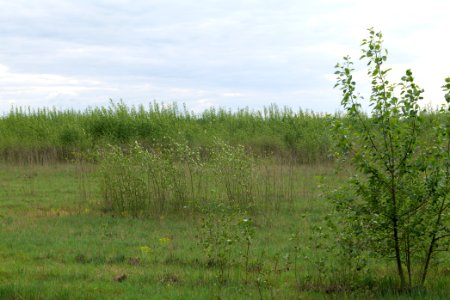 Near Mossberge 2020-05-15 07