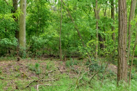 Near Mossberge 2020-05-15 26