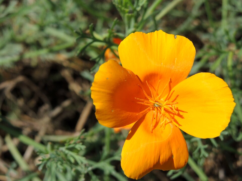 Nature filament blooming