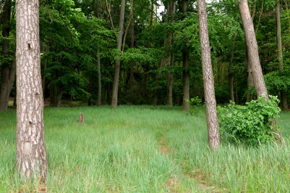 Near Mossberge 2020-05-15 10