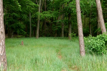 Near Mossberge 2020-05-15 09
