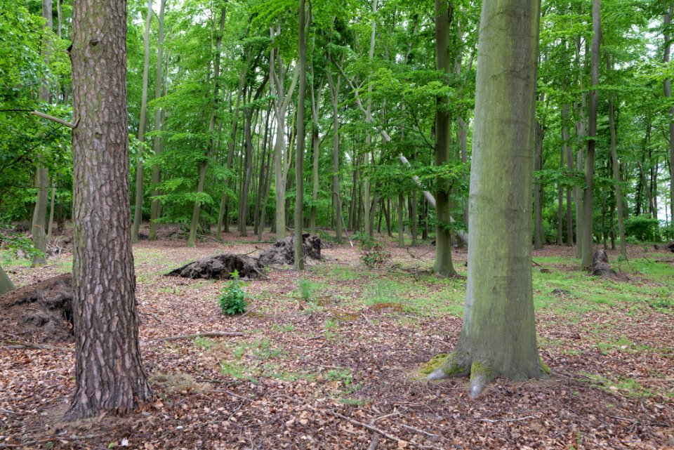 Near Mossberge 2020-05-15 21