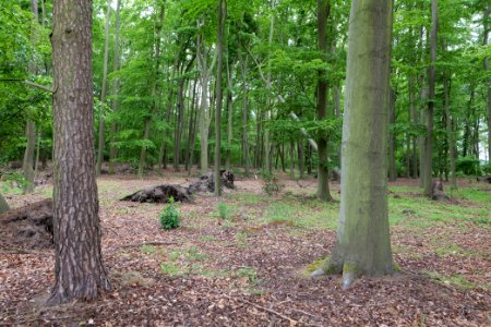 Near Mossberge 2020-05-15 21