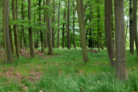 Near Mossberge 2020-05-15 16