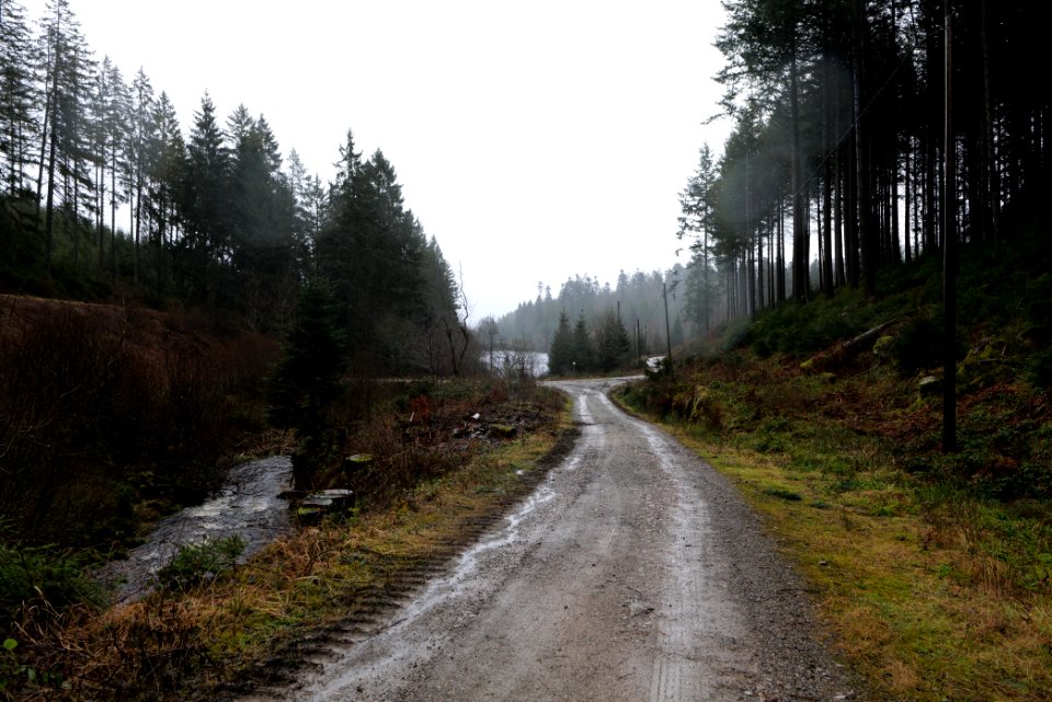 Near Seebach Northern Black Forest 2020-03-10 12