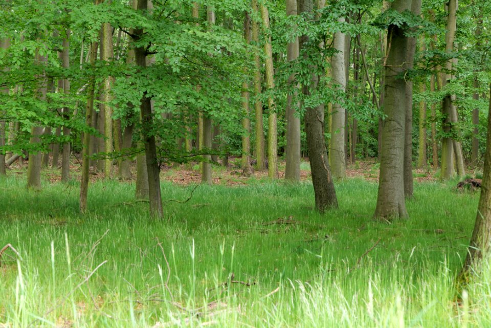 Near Mossberge 2020-05-15 11