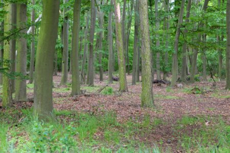 Near Mossberge 2020-05-15 14