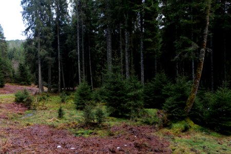 Near Kammerloch 2020-03-11 10