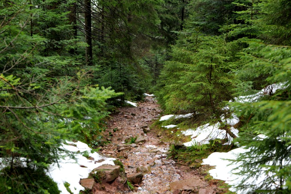 Near Seegraben Northern Black Forest 2020-03-10 13